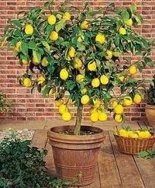 Dwarf Meyer Lemon Tree 35 Seeds Produces Healthy Lemons