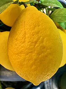 Ponderosa Lemon Tree/Plant/Live Plants -No Ship to CA,AZ,TX,LA,MS,AL,GA,FL,SC